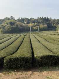 ๐ต ์ ์ฃผ ์ค์ค๋ก ํฐํ์ฐ์ค(ํฐ๋ฎค์ง์)