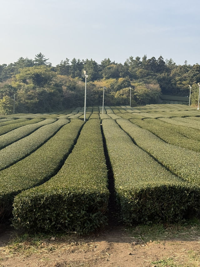 ๐ต ์ ์ฃผ ์ค์ค๋ก ํฐํ์ฐ์ค(ํฐ๋ฎค์ง์) ๐ต ์ ์ฃผ ์ค์ค๋ก ํฐํ์ฐ์ค(ํฐ๋ฎค์ง์)