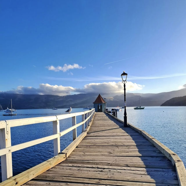 紐西蘭法式浪漫小鎮🇳🇿Akaroa・11月邂逅海豚企鵝的夢幻打卡點