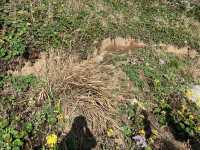 Blue Bridge Magic🌊