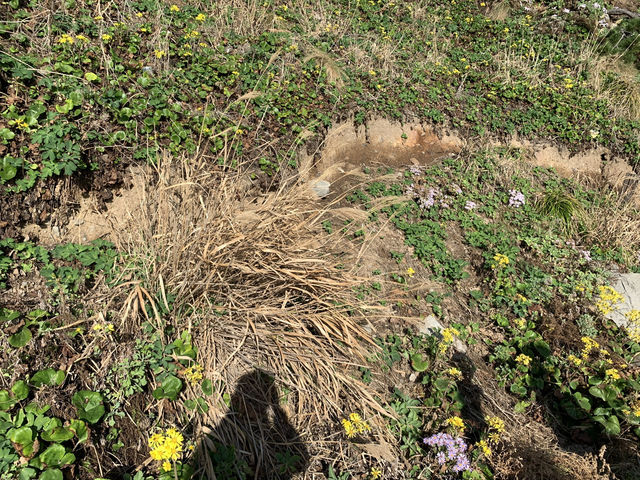 Blue Bridge Magic🌊 Blue Bridge Magic🌊