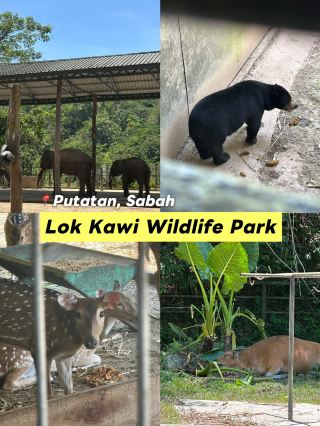 Развлечения со слонами в Сабахе🐘