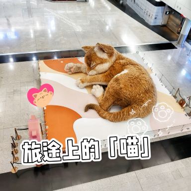 香港空港限定：癒しの巨大猫があなたを待っています！🐾 | Trip.com 香港