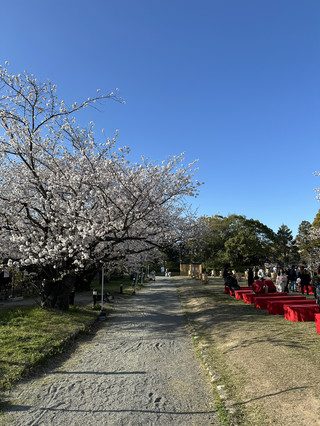 Cherry Blossom Viewing in Fukuoka: A Relaxing Afternoon at Maizuru Park and Ohori Park
