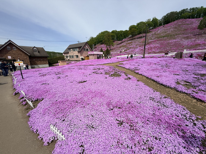 🌸北海道・東藻琴芝桜公園：夢のようなピンク色の花の海 | Trip.com 大空町