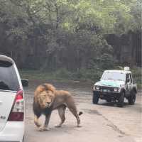 Wildlife Adventure: Explore Taman Safari