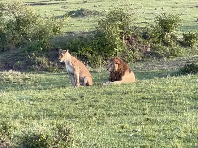【ケニア】マサイマラ国立保護区