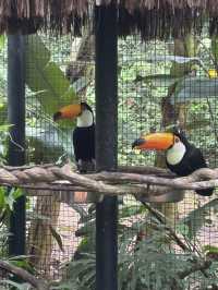 Birds of a feather @ Parque Nacional Das Aves: Foz Do Iguaçu