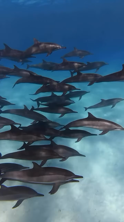 Swimming with dolphins 🐬 