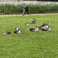 海德公園 Hyde park 