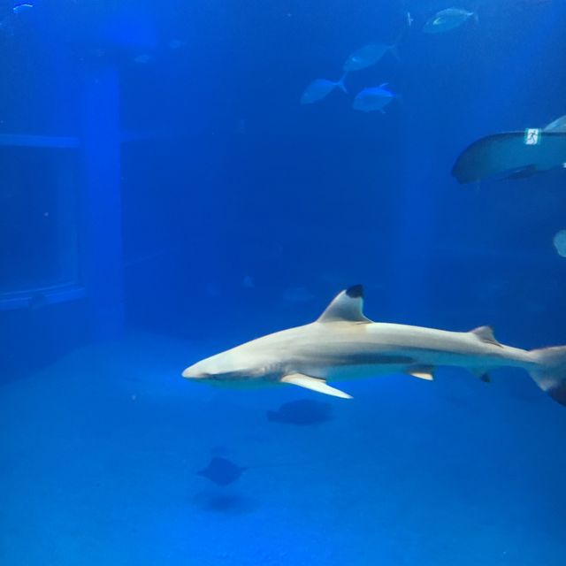 🇯🇵Must visit Aquarium: Osaka Aquarium Kaiyukan🦈
