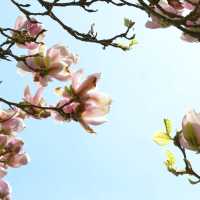 Spring Time in Greifswald… Germany 
