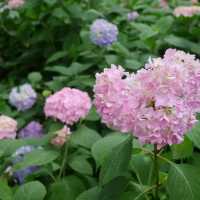 [大阪Osaka] 賞櫻、賞花、賞楓好去處－『萬博紀念公園 』