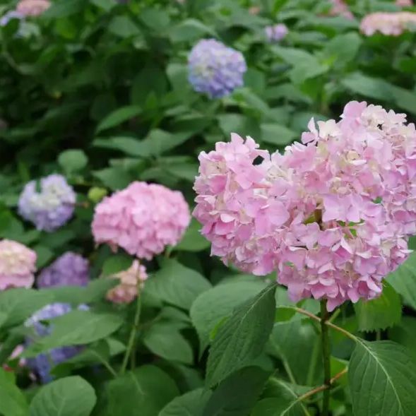 [大阪Osaka] 賞櫻、賞花、賞楓好去處－『萬博紀念公園 』