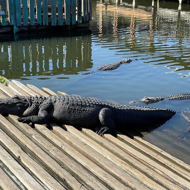 Gatorland Orlando 🇺🇸