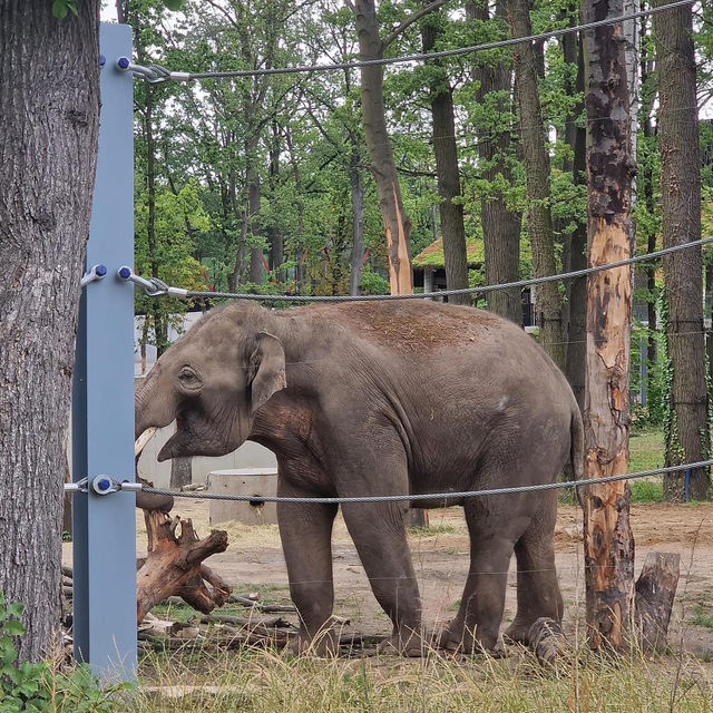 Łódź Zoo 🦒🦏