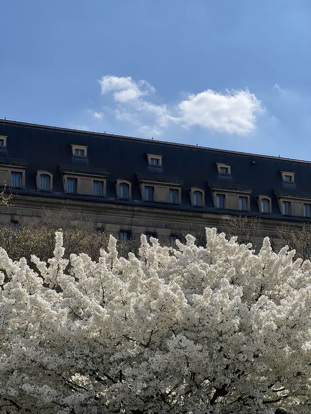 🇫🇷프랑스 파리 벚꽃 명소 추천 2 🌸