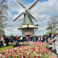 Flower Power: My Bloomin' Fantastic Keukenhof