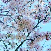 🌸Tokyo's Cherry Blossom Splendor🌸