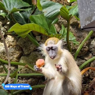 Wonderful wildlife in Barbados