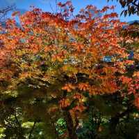 Autumn in Kyoto <3