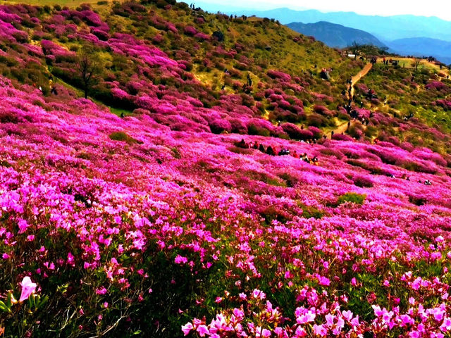 HWANGMAESAN DO QUEN FLOWER FESTIVAL