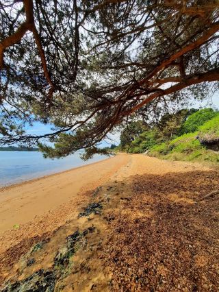 Take a trip by the sea! Visit Brownsea Island 🌼