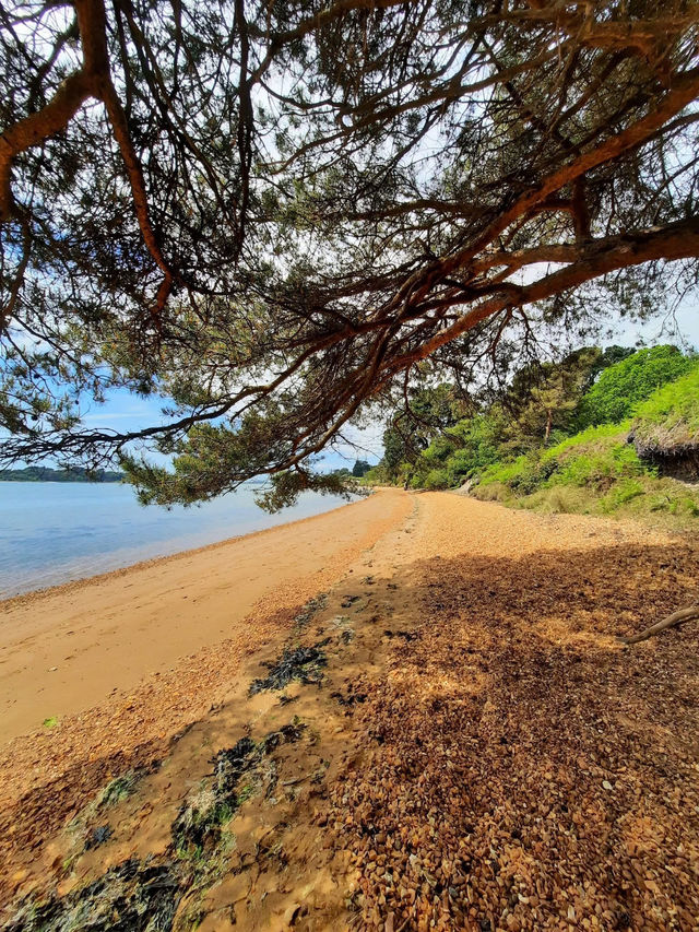 Take a trip by the sea! Visit Brownsea Island 🌼