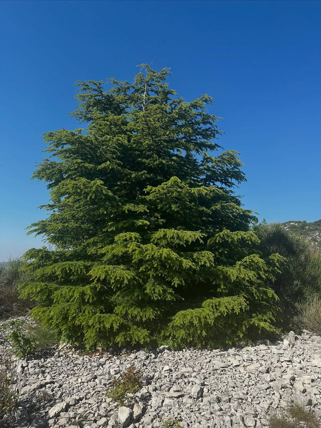 Al Shouf Cedar Reserve: Where Ancient Forests Whisper Legends