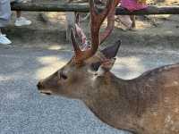 🦌 Nara’s Peaceful Charm – Deer & Temples