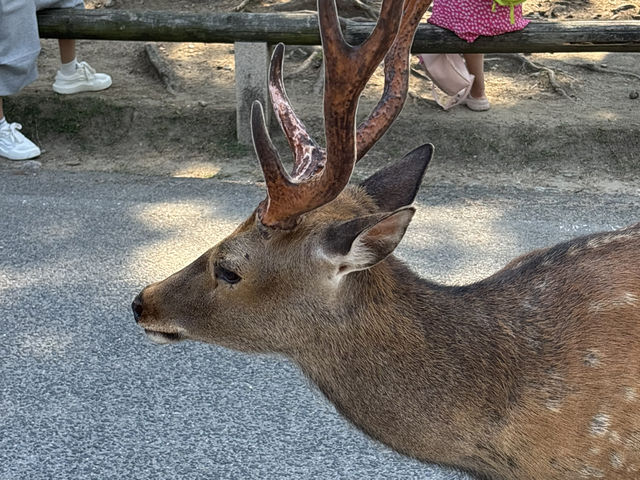 🦌 Nara’s Peaceful Charm – Deer & Temples