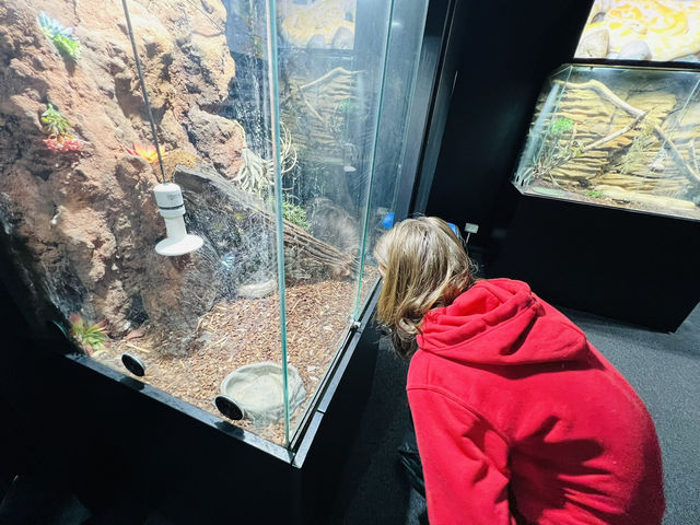 Reptiland Bucharest, Over 40 Species of Reptiles 🦎🐍