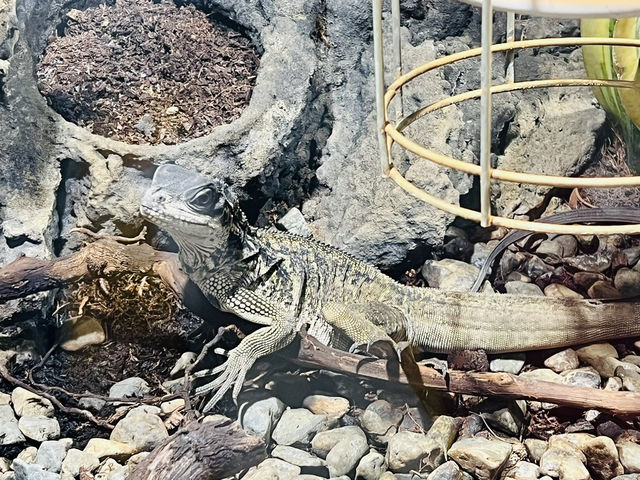 Reptiland Bucharest, Over 40 Species of Reptiles 🦎🐍