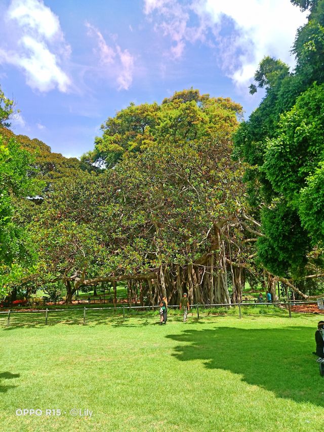 Sydney Royal Botanic Garden