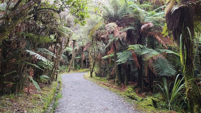 Enjoy the perfect view of Snowy Mountains at Lake Matheson.