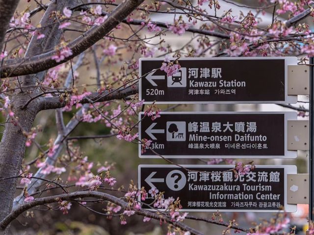 Enjoy the cherry blossoms 🌸 in Kawazu River.