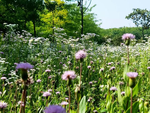 Forest wonderland