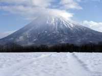🦌【北海道の野生動物大暴露】👀🐾