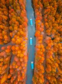 巧了！拍了國家地理同款水上落羽紅杉林