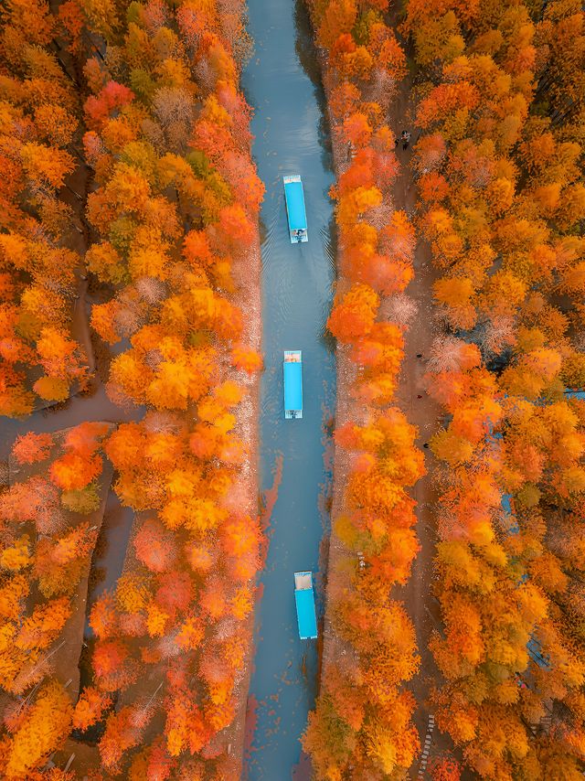 巧了！拍了國家地理同款水上落羽紅杉林