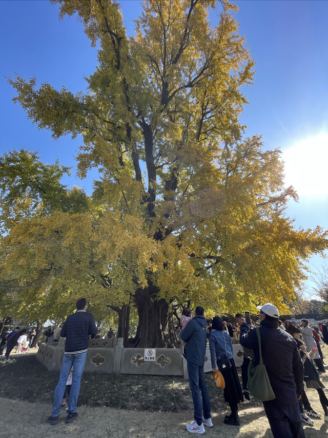 走進千年古樹公園