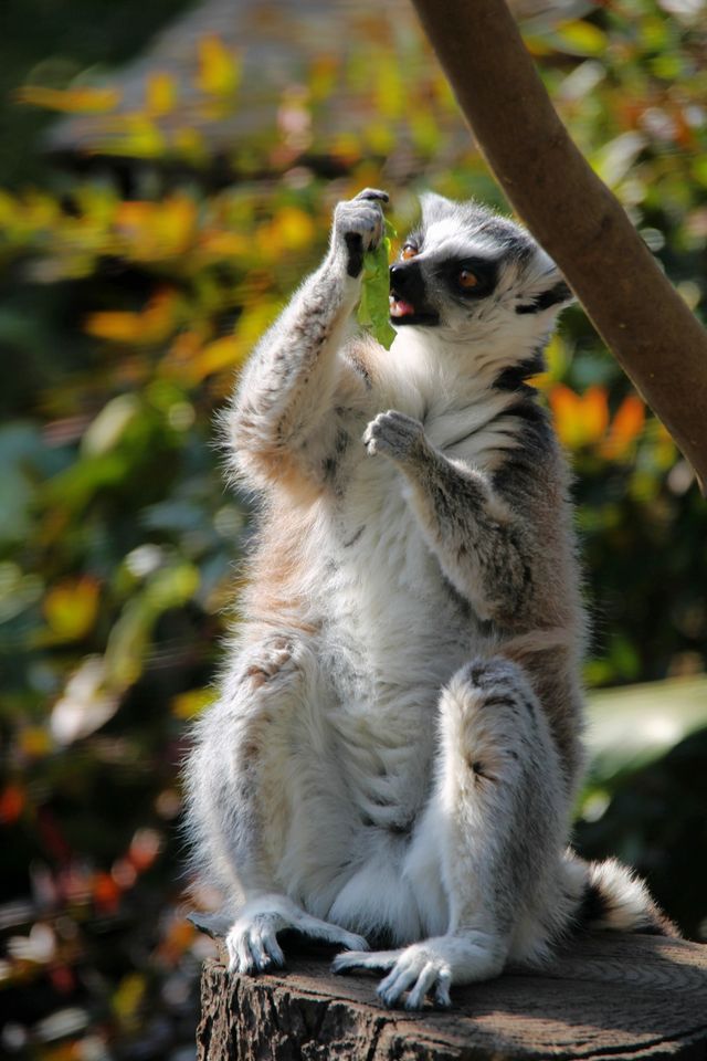 南京紅山森林動物園，秋色怡人