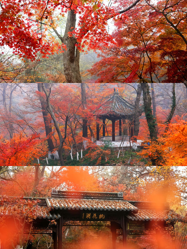 南京的秋天簡直美如畫，快來跟隨小萬的腳步，帶你領略南京秋季的