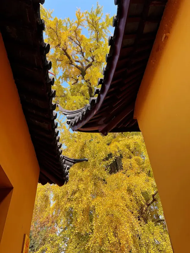 上海周邊遊—千年古樹