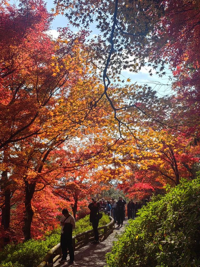 日本關西紅葉季七天遊