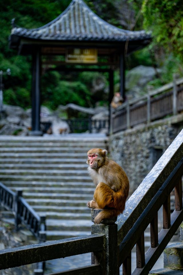 三峡之旅——三峡人家