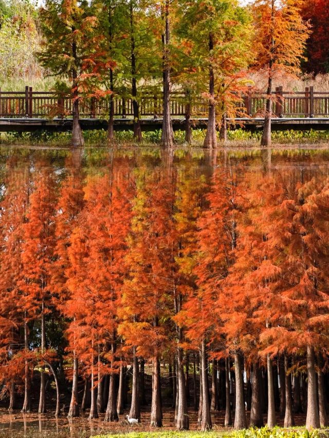 海洪濕地最浪漫的紅杉林，已成為滇池北岸最美的風景線