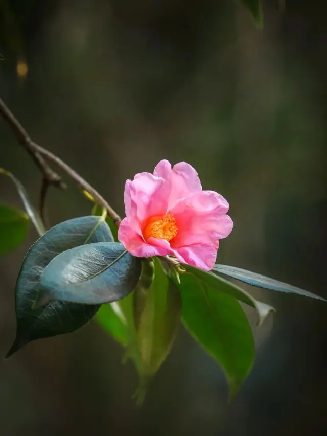 蘇州留園‖美人茶開得正好，中式美學體現得淋漓盡致