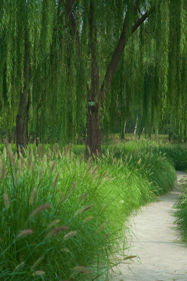 這個小眾免費公園裡藏著大片稻田速來打卡