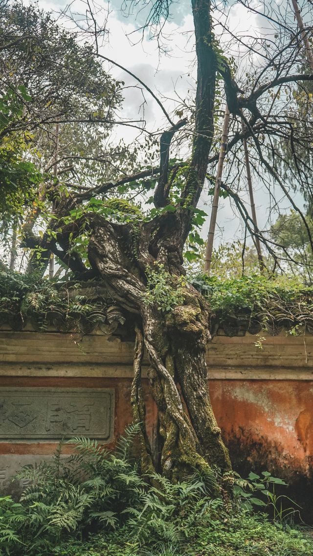 這才是中國傳統寺廟國清寺也了吧